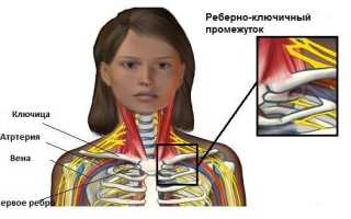 Мышцы шеи: анатомия, как укрепить и накачать шейный отдел