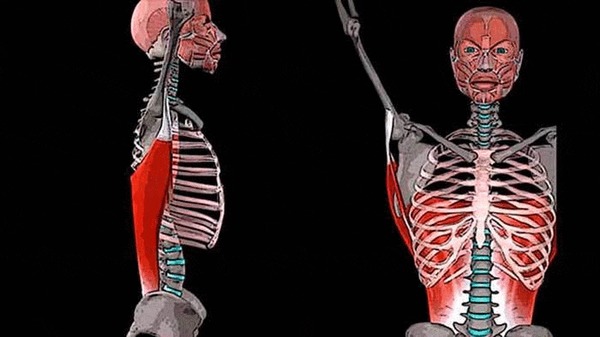 ÁÎËÈÒ ÑÏÈÍÀ  ÎÁËÀÑÒÈ ËÎÏÀÒÊÈ: øèðî÷àéøàÿ ìûøöà ñïèíû Çäîðîâüå, Ìåäèöèíà, Àíàòîìèÿ, Ñïîðò, Ôèòíåñ, Âèäåî, Ãèôêà, Äëèííîïîñò