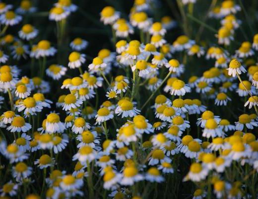 ромашка при грудном вскармливании