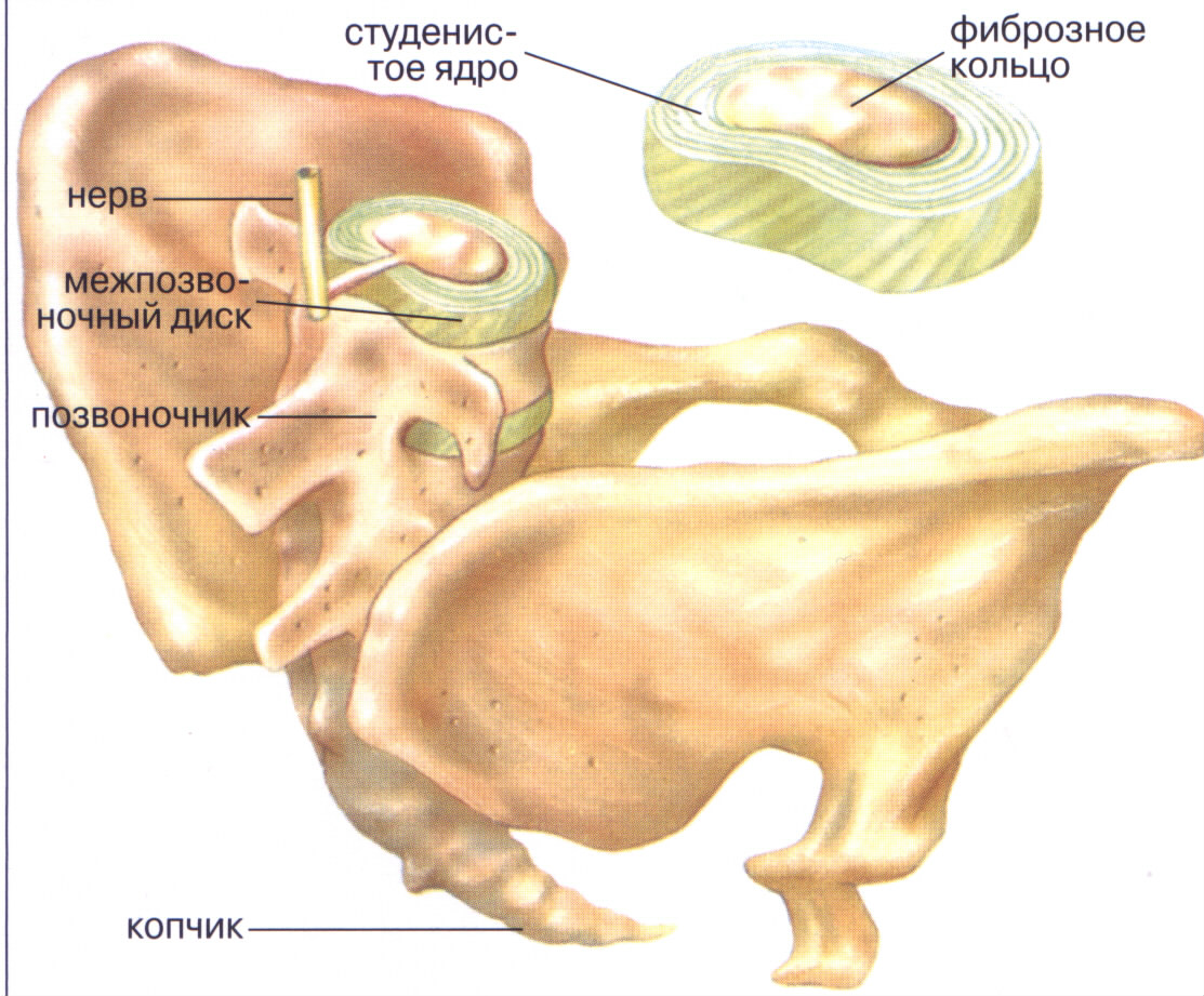 Межпозвоночный диск