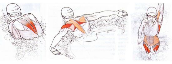 Мышцы, работающие в бассейне