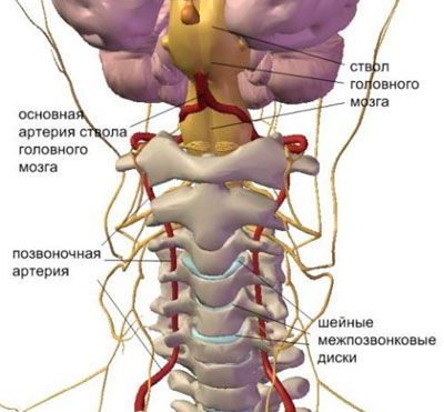 Анатомия позвоночной артерии Анатомия позвоночной артерии