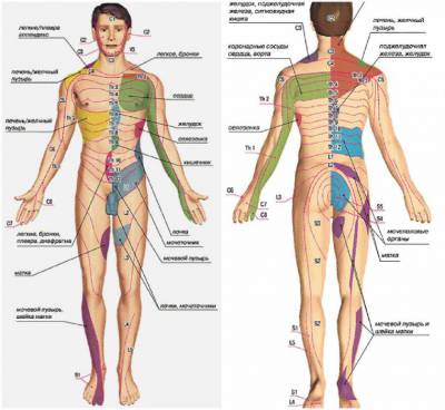 Зоны Захарьина-Геда Зоны Захарьина-Геда