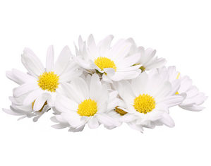 цветки ромашки